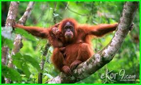 Ragam hias flora pada artikel kami kali ini akan membahas dengan detail dang lengkap tentang ragam hias flora nah. 20 Flora Dan Fauna Langka Asli Indonesia Beserta Penjelasannya Dunia Fauna Hewan Binatang Tumbuhan Hewan Langka Taman Nasional Gunung Leuser Hewan