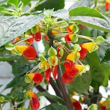 Image result for Impatiens niamniamensis