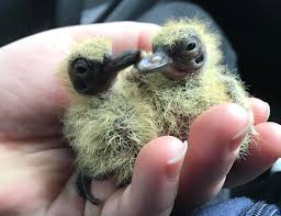 Keep Your Eyes Open For Baby Birds Who Manx Wild Bird Aid Facebook