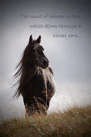 Pin On Horse Riding