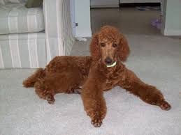 We did not find results for: Non Fading Red Standard Poodles Fact Or Fiction Poodle Forum