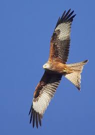 Red Kite Birds Of Prey Red Kite Pet Birds