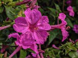 Image result for Nyctaginaceae