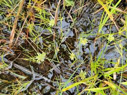 Image result for Pycreus pumilus