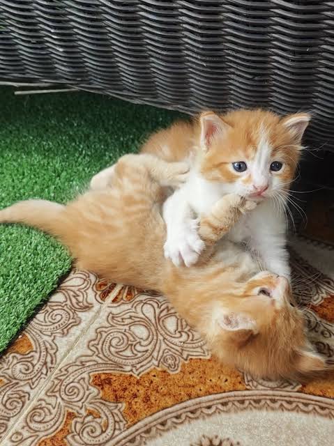 Orange Kittens Fighting Playfully — Zero Damage Chaos