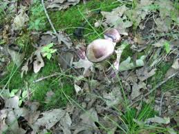 Image result for Craterellus fallax