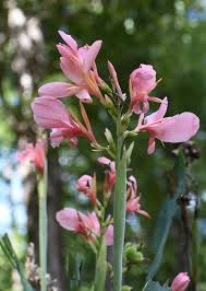 We did not find results for: Canna Arrowroot Australian Canna Lily Canna Canna Lily Indian Shot North Carolina Extension Gardener Plant Toolbox