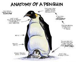 Anatomy Of A Penguin Penguins Comics Funny