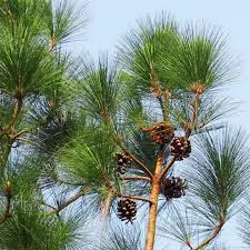 Image result for Pinus