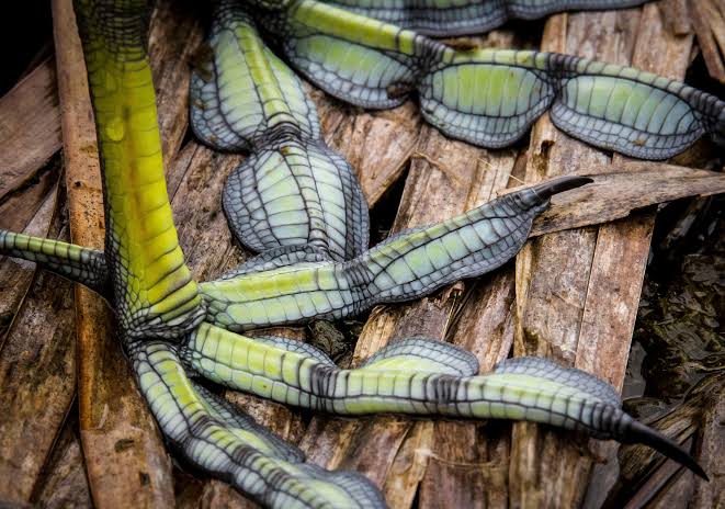 American coot legs