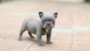 Maybe you would like to learn more about one of these? The Teacup French Bulldog Facts About Mini French Bulldogs