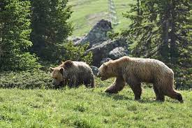 Jun 01, 2021 · der zürcher zoo hat einen besucherliebling weniger: Arosa Barenland Schulen Bildung Outdooractive Com