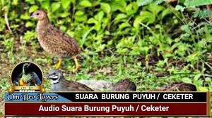 Audio Suara Burung Puyuh Ceketer Untuk Masteran Youtube