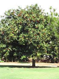 Image result for Diospyros truncatifolia