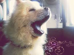 Chow Chow Cin Aslani Peynir Kopek Turleri Kopek Chow Chow