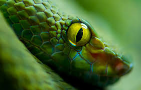 The term snake eyes probably comes from the appearance of the single black dot in each die. Wallpaper Green Snake Eyes Scales Images For Desktop Section Zhivotnye Download