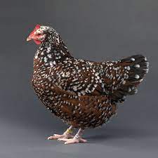 Speckled sussexs have a long and notable history not only in their homeland of england, but all over the world. Day Old Chicks Speckled Sussex