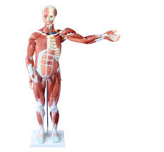 The diaphragm forms the upper surface of the abdomen. 80cm Human Muscle Model Male 27 Parts With Internal Organs Adult Visceral Anatomical Model Body Anatomy Of Muscles And Viscera Muscle Body Body Musclehuman Body Male Aliexpress