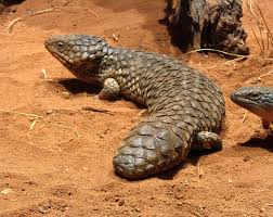 The Occasional Creature Fact Animals Australia Animals Reptiles And Amphibians