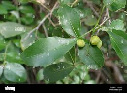 Image result for Searsia natalensis