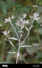 Image result for Limnophyton obtusifolium