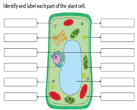 We always make sure that writers follow all your instructions precisely. Plant And Animal Cell Worksheets