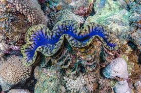 Image result for Tridactyle eggelingii