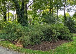 Repeat this process until the shrub is the shape you'd like without any straggly limbs sticking out. Pruning My Azaleas The Martha Stewart Blog