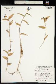 Image result for Commelina congesta