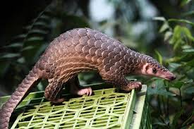 These Are The Rarest Animals In The World Rare Animals Animals Of The World Pangolin