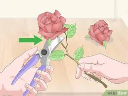 Maybe you would like to learn more about one of these? 3 Ways To Dry Flowers Quickly Wikihow
