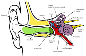 If less melanin is present. Coloring Pages Anatomy Of Ear Coloring Key