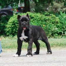 The akc recognized the cane corso in 2010 as part of the working group. Cleo Mad River Cane Corso Black White Paws Cane Corso Puppies Corso Dog Cane Corso