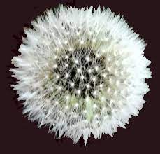Dandelion Puff Dandelion Flower Puff Dandelion Flowers Dandelion Puffs