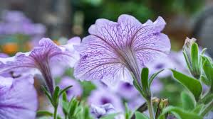 Maybe you would like to learn more about one of these? Purple Petunias Flower Flowers From South American Origin Ultra Hd Wallpapers For Desktop Mobile Phones And Laptop 3840x2400 Wallpapers13 Com