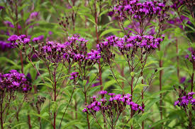 Image result for Vernonia jelfiae
