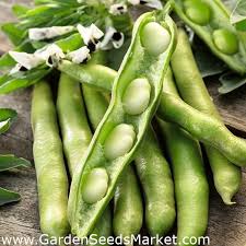 Broad beans, fava beans, horsebean, english bean, field bean, pigeon bean, windsor bean, bell bean, etc. Broad Bean Bartom Medium Early Fava Bean Horse Bean Garden Seeds Market Free Shipping