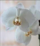 Cheryl Kinder Obituary