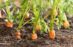 Maybe you would like to learn more about one of these? How To Plant Carrots In Your Small Garden Cherry Blossom