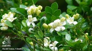 Image result for Murraya