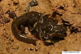 Image result for Macrotyloma rupestre × densiflo