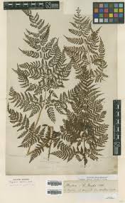 Image result for Dryopteris kilemensis