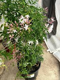 Image result for Jasminum polyanthum