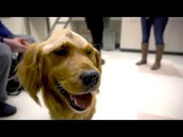 How can i tell if my dog has a brain tumour? Westley Has Brain Tumor Removed At Csu S Veterinary Teaching Hospital Youtube