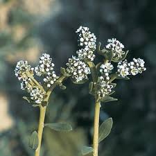 Image result for Corrigiola