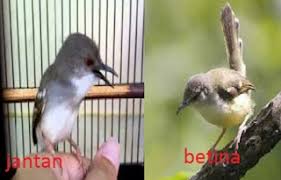 Cara berdiri lovebird dewasa jantan dan betina. Cara Akurat Membedakan Burung Ciblek Jantan Dan Betina Den Family