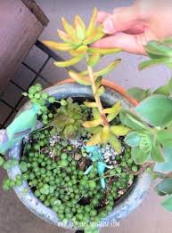 We did not find results for: Succulents Stretching And Getting Leggy Why And What To Do Succulent Plant Care