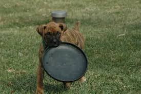 Boxer dog training ideas to improve behavior problems. Boxer Dog Exercise Requirements And Needs
