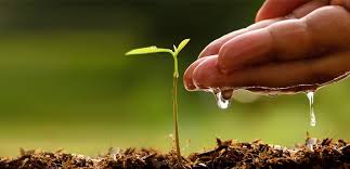 How to plant tree seedlings outside (process of planting a sapling). 9 Steps To Plant A Tree Myplantmytaste