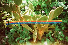 Buy and sell cactus plant flea market shoes at the best price on stockx, the live marketplace for 100% real sneakers and other popular new releases. Cactus Plant Flea Market Id Bracelet Cactus Plants Plants Cactus